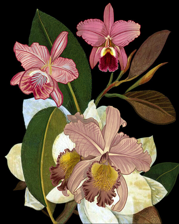giovanna nicolo Plakát, Obraz - Orchids for Phyllis Botanical, giovanna nicolo, 30 × 40 cm