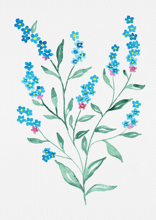Kata Botanical Plakát, Obraz - Wood forget-me-not or Myosotis sylvatica botanical painting, Kata Botanical, 30 × 40 cm