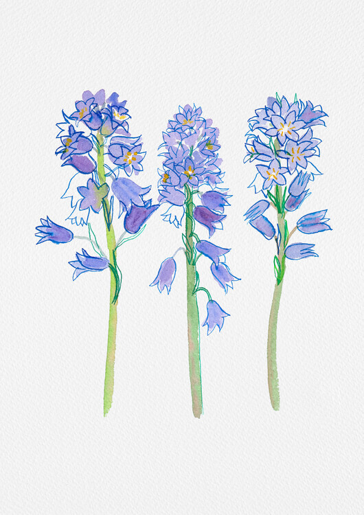 Kata Botanical Plakát, Obraz - Spanish bluebell or Hyacinthoides hispanica botanical illustration, Kata Botanical, 30 × 40 cm