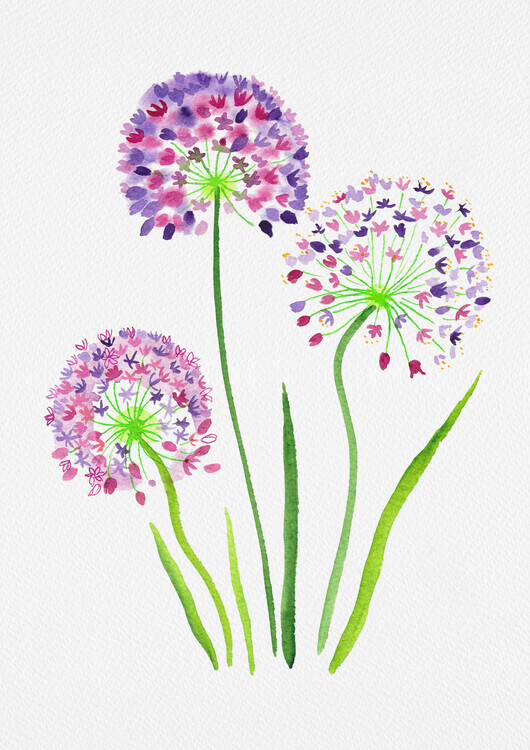 Kata Botanical Plakát, Obraz - Giant onion or Allium giganteum botanical painting, Kata Botanical, 30 × 40 cm