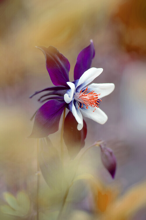 Jacky Parker Plakát, Obraz - Columbine, Jacky Parker, 26.7 × 40 cm