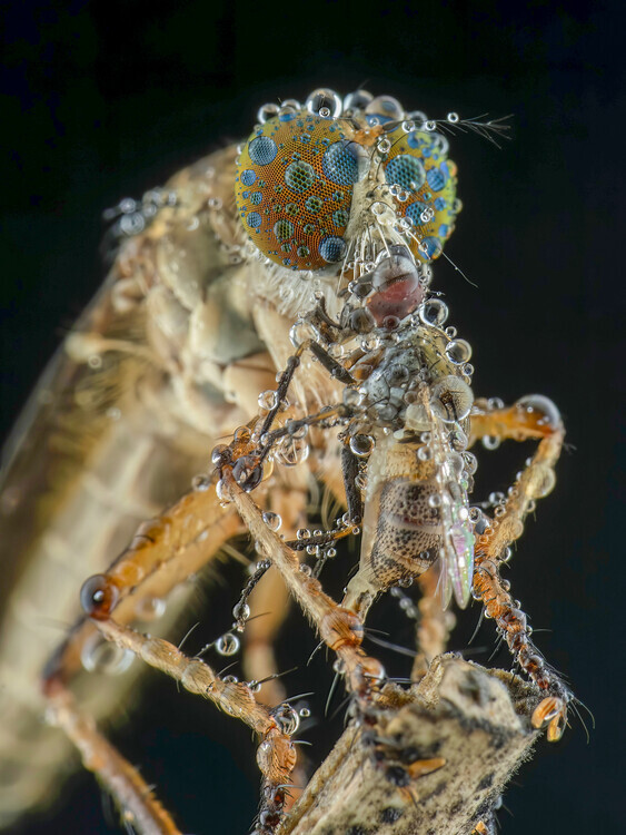 Ajar Setiadi Plakát, Obraz - robberfly and prey, Ajar Setiadi, 30 × 40 cm