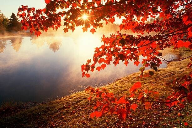 VisionsofAmerica/Joe Sohm Plakát, Obraz - Misty pond with autumn leaves in Connecticut, VisionsofAmerica/Joe Sohm, 40 × 26.7 cm