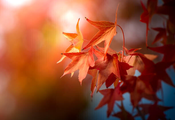 Kirby Russell Plakát, Obraz - Afternoon Sycamore Leaves, Kirby Russell, 40 × 26.7 cm