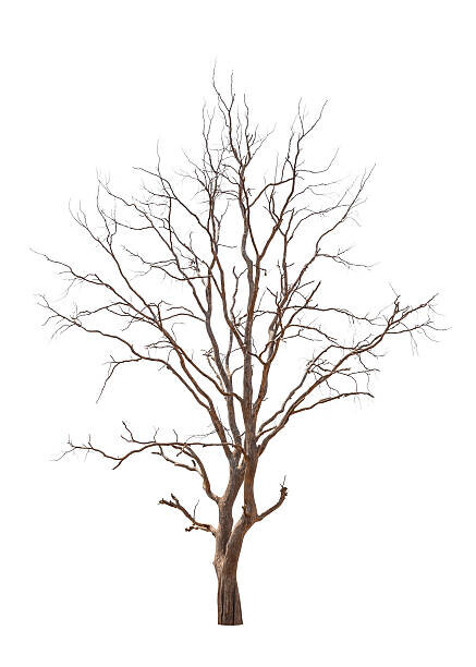 iJacky Plakát, Obraz - Old and dead tree, iJacky, 30 × 40 cm