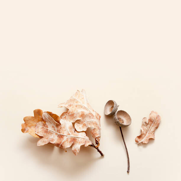 Alina Humeniuk Plakát, Obraz - Fallen oak leaves and acorn caps on a beige background. Autumn monochrome concept with copy space, Alina Humeniuk, 40 × 40 cm