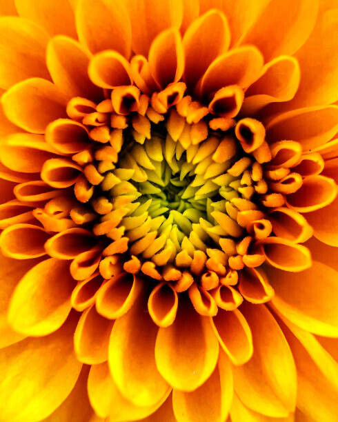 Gabriel Perez Plakát, Obraz - A Chrysanthemum Flower, Gabriel Perez, 30 × 40 cm