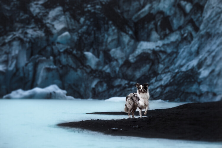 Ve Shandor Plakát, Obraz - Dogs of Iceland, Ve Shandor, 40 × 26.7 cm