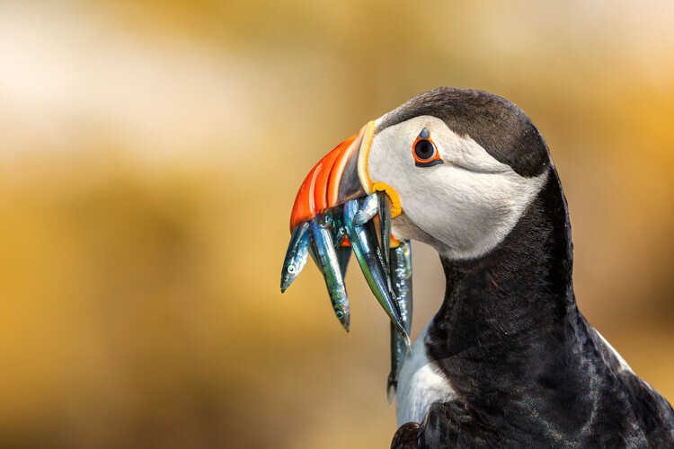 Peter Krocka Plakát, Obraz - Saltee Islands - Atlantic Puffin, Peter Krocka, 40 × 26.7 cm