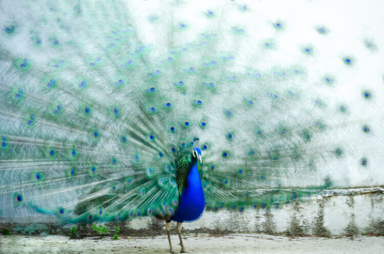 Piera Polo Plakát, Obraz - Peacock, Piera Polo, 40 × 26.7 cm