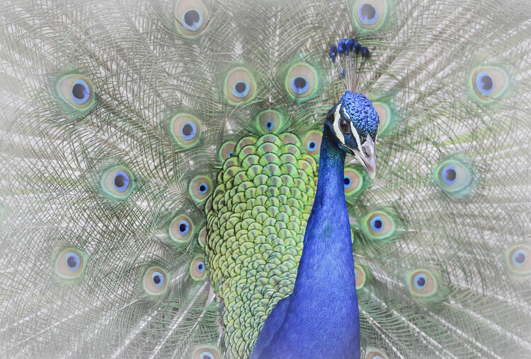 Yuzheng Ren Plakát, Obraz - Peacock, Yuzheng Ren, 40 × 26.7 cm
