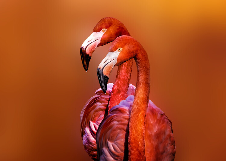 Richard Reames Plakát, Obraz - Flamingo Portrait, Richard Reames, 40 × 30 cm