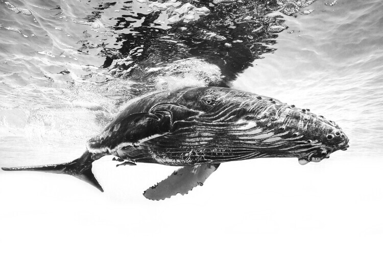 Barathieu Gabriel Plakát, Obraz - Humpback whale calf, Barathieu Gabriel, 40 × 26.7 cm