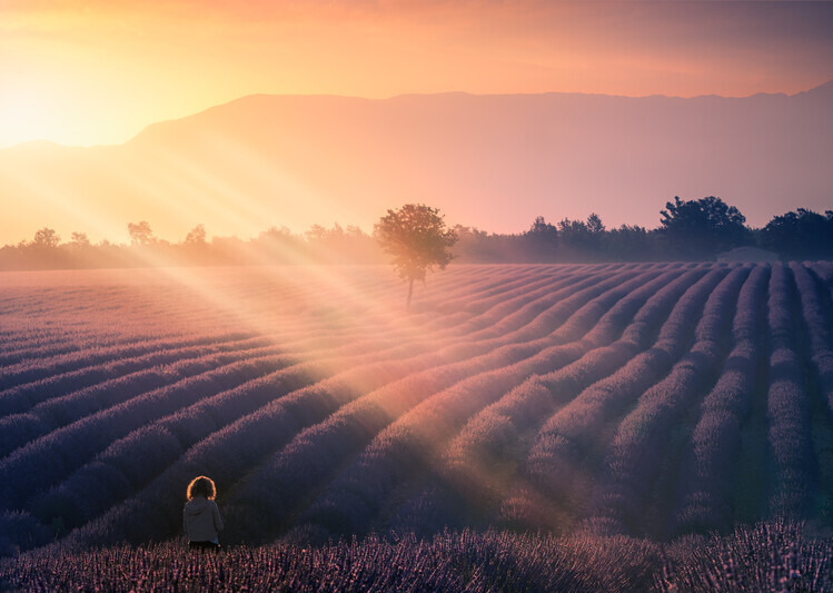 joanaduenas Plakát, Obraz - Walking among lavenders, joanaduenas, 40 × 30 cm