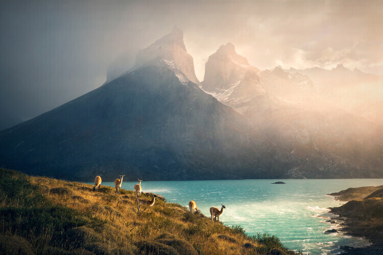 Dennis Zhang Plakát, Obraz - Alpaca at Torres de Paine, Dennis Zhang, 40 × 26.7 cm