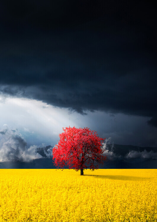 Bess Hamiti Plakát, Obraz - Red tree, Bess Hamiti, 30 × 40 cm