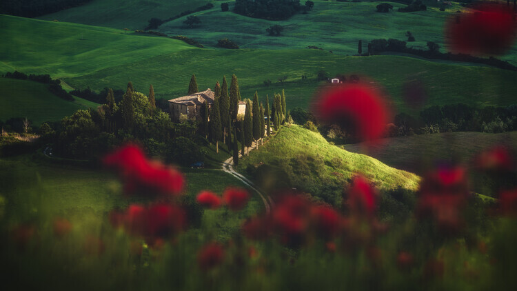Jean Claude Castor Plakát, Obraz - Tuscany - Spring Blossoms, Jean Claude Castor, 40 × 22.2 cm