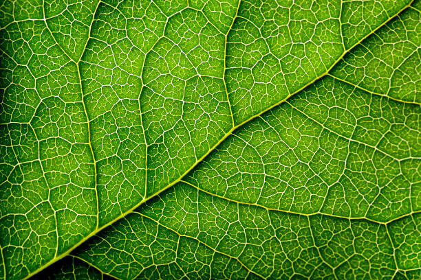 temmuzcan Plakát, Obraz - Leaves Series, temmuzcan, 40 × 26.7 cm