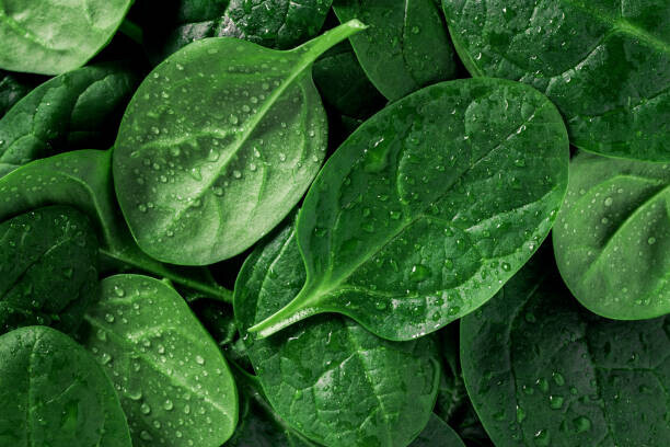 Edalin Plakát, Obraz - Macro photography of fresh spinach. Concept, Edalin, 40 × 26.7 cm