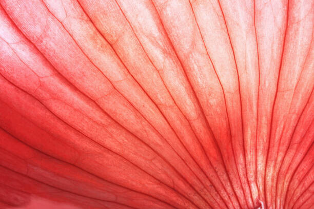 Zen Rial Plakát, Obraz - Back lit Red Onion skin showing, Zen Rial, 40 × 26.7 cm