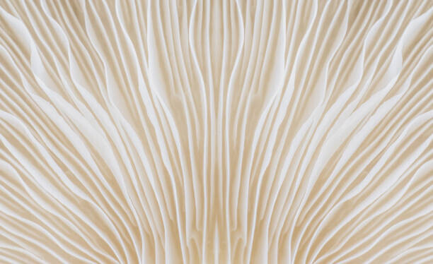 lamyai Plakát, Obraz - background macro image of Sajor-caju Mushroom, lamyai, 40 × 24.4 cm