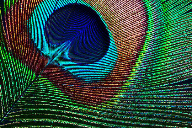 ithinksky Plakát, Obraz - Peacock feather, ithinksky, 40 × 26.7 cm