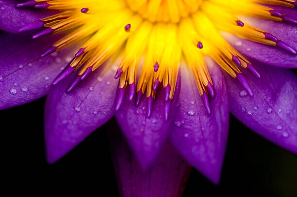 yuliang11 Plakát, Obraz - lotus for conceptual purpose, yuliang11, 40 × 26.7 cm