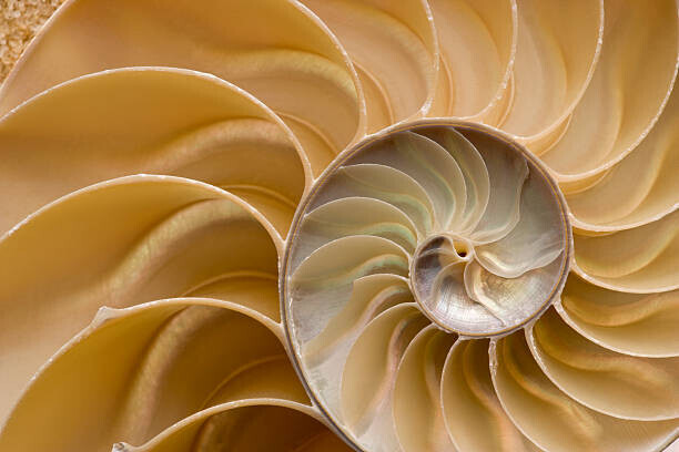FlamingPumpkin Plakát, Obraz - Seashell - Chambered Nautilus Shell Detail., FlamingPumpkin, 40 × 26.7 cm
