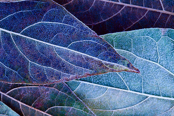 ithinksky Plakát, Obraz - Frosty leaves, ithinksky, 40 × 26.7 cm