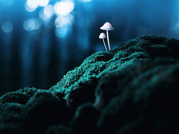 Misha Kaminsky Plakát, Obraz - Psychedelic mushrooms, Misha Kaminsky, 40 × 30 cm