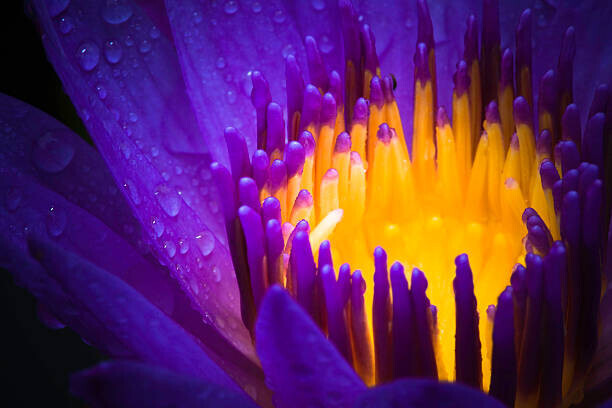 XH4D Plakát, Obraz - water lily use night color, XH4D, 40 × 26.7 cm