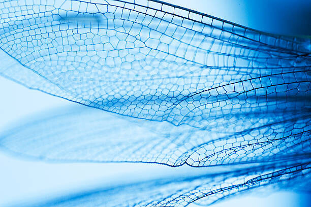 PhotoAlto/Odilon Dimier Plakát, Obraz - Close-up of dragonfly wings, PhotoAlto/Odilon Dimier, 40 × 26.7 cm