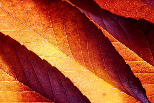 vkbhat Plakát, Obraz - Back lit autumn leaves, vkbhat, 40 × 26.7 cm