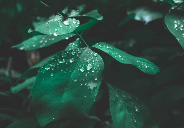 Lemon_tm Plakát, Obraz - Green leaf with dew on dark nature background., Lemon_tm, 40 × 26.7 cm