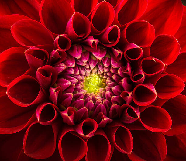 Trifonov_Evgeniy Plakát, Obraz - Flower background, Trifonov_Evgeniy, 40 × 34.6 cm