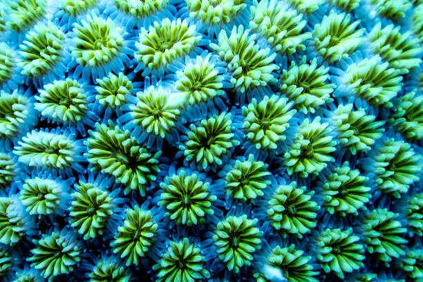 heath friedlander / 500px Plakát, Obraz - Full frame shot of blue flowering plants,Maldives, heath friedlander / 500px, 40 × 26.7 cm