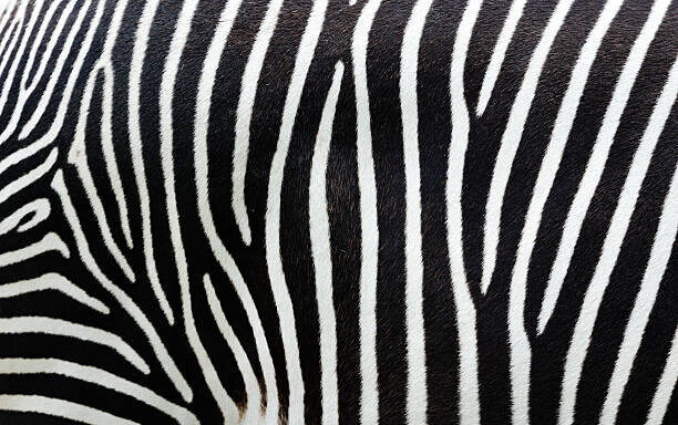 Freder Plakát, Obraz - Close-up view of zebra stripes, Freder, 40 × 26.7 cm
