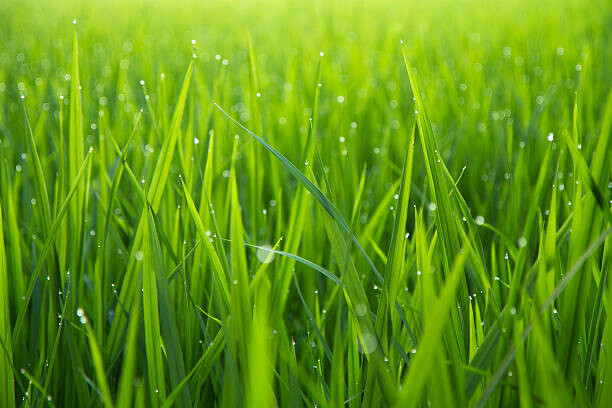 Fentino Plakát, Obraz - Morning Dew Drops on Green Leafs, Fentino, 40 × 26.7 cm
