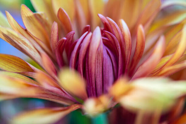 Gabriel Perez Plakát, Obraz - A Macro Closeup of a Chrysanthemum Flower, Gabriel Perez, 40 × 26.7 cm