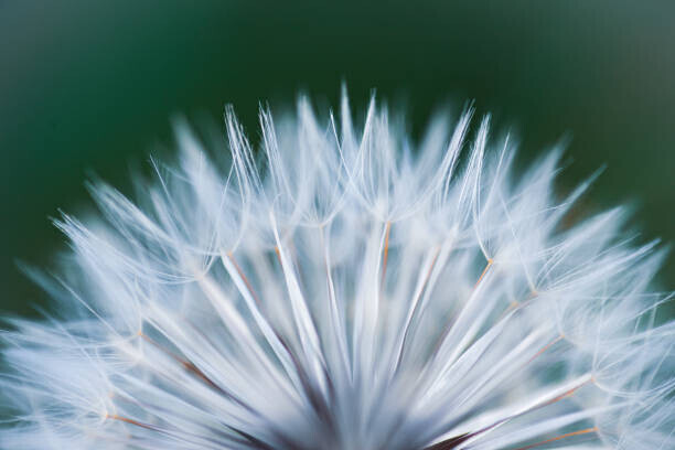 rushay booysen Plakát, Obraz - Close up shot of dandelion flower, rushay booysen, 40 × 26.7 cm