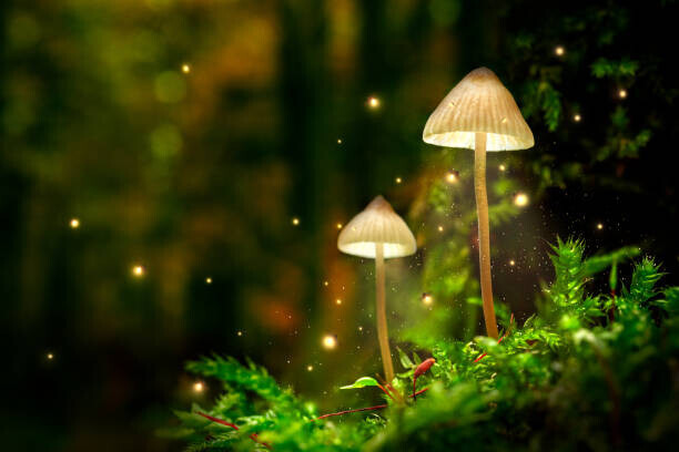 Shaiith Plakát, Obraz - Glowing mushroom lamps with fireflies in, Shaiith, 40 × 26.7 cm