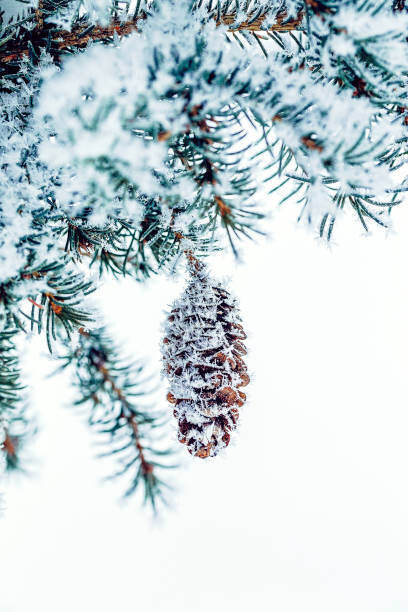 oxygen Plakát, Obraz - Snow covered Frosty Ice Close-up Pine, oxygen, 26.7 × 40 cm