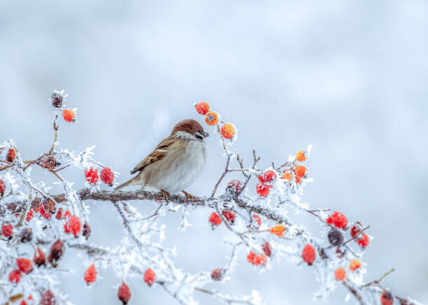 Igor Klyakhin Plakát, Obraz - A frozen sparrow sits on a, Igor Klyakhin, 40 × 30 cm