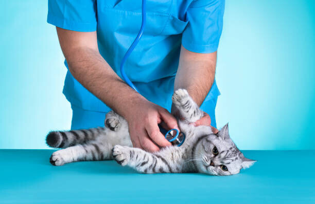 sefa ozel Plakát, Obraz - Domestic Cat Medical Exam, sefa ozel, 40 × 26.7 cm