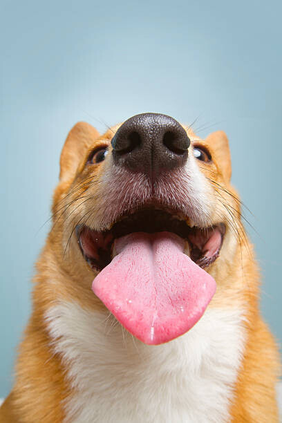 Holly Hildreth Plakát, Obraz - Very happy corgi, Holly Hildreth, 26.7 × 40 cm