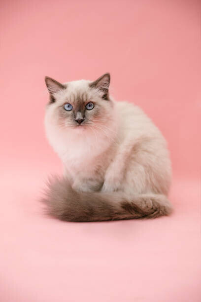 Kevin Vandenberghe Plakát, Obraz - studio portrait of fluffy kitten, Kevin Vandenberghe, 26.7 × 40 cm