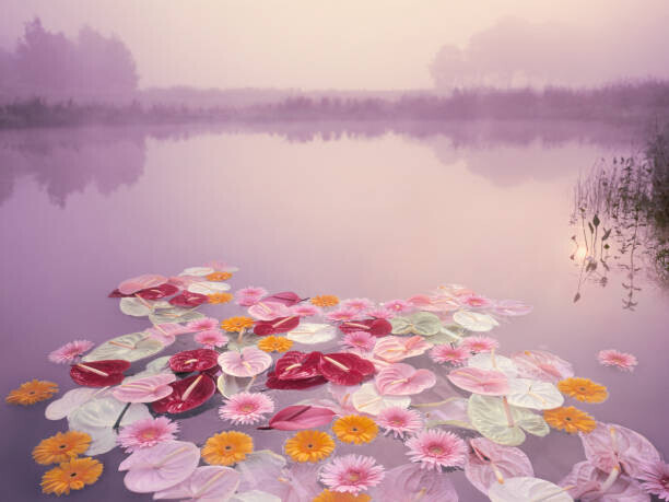 EschCollection Plakát, Obraz - Colorful flowers floating in lake at misty dawn, EschCollection, 40 × 30 cm