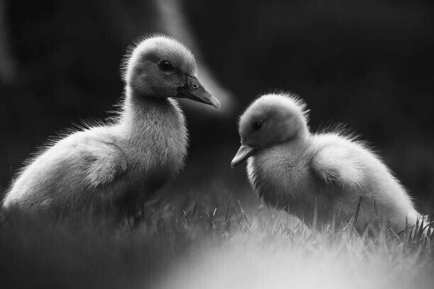 Ana LGN / 500px Plakát, Obraz - Close-up of ducklings perching on field,Costa Rica, Ana LGN / 500px, 40 × 26.7 cm