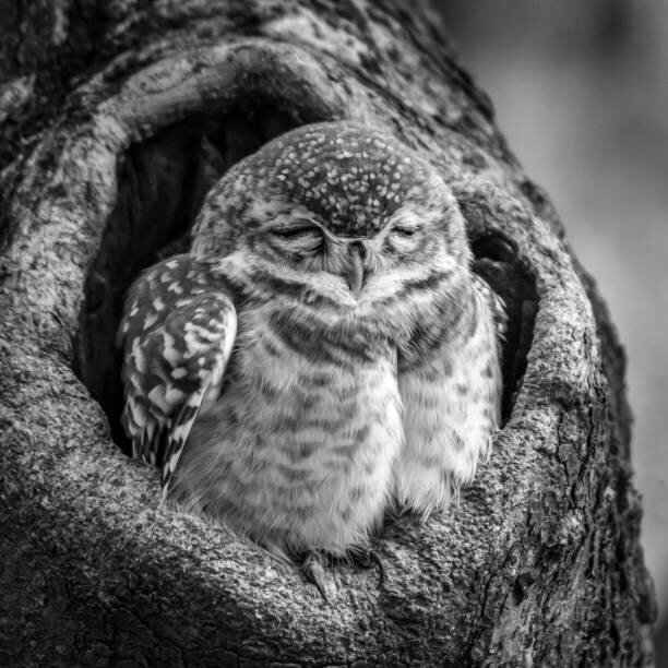 Nick Dale / 500px Plakát, Obraz - Close-up portrait of owl perching on, Nick Dale / 500px, 40 × 40 cm