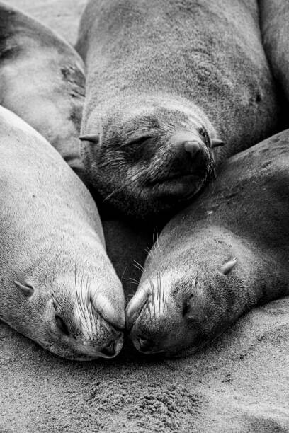 Jason Jones Travel Photography Plakát, Obraz - Three Cape Fur Seals sleeping at, Jason Jones Travel Photography, 26.7 × 40 cm